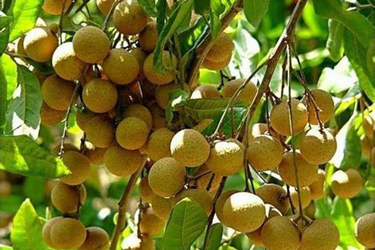 适合紫苏的肥料？