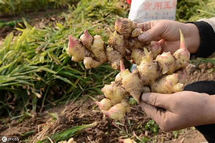 大姜需在什么时期施硼丶锌肥