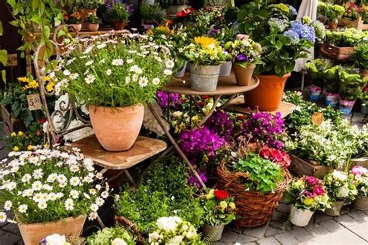 养花的氮肥有哪些