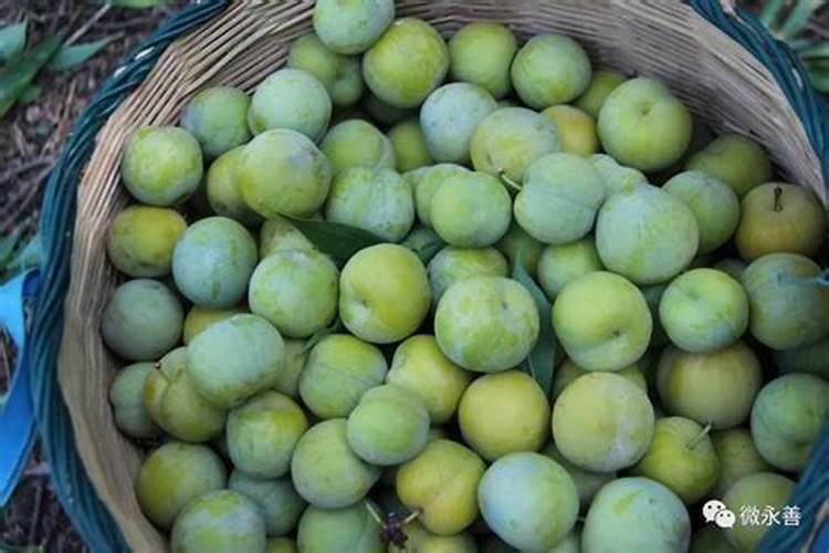 5月哪里的荔枝成熟