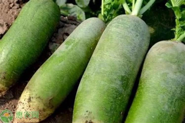 白萝卜的种植方法