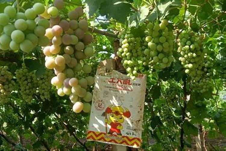 葡萄如何施底肥