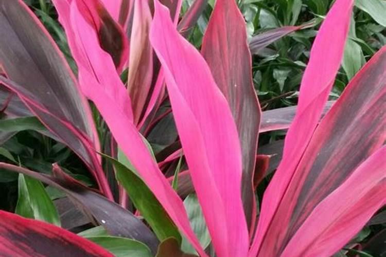 红叶朱蕉怎么繁育