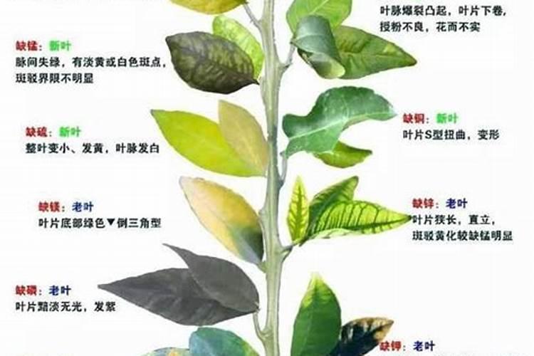 胺鲜脂加流体硼对西红柿的好处