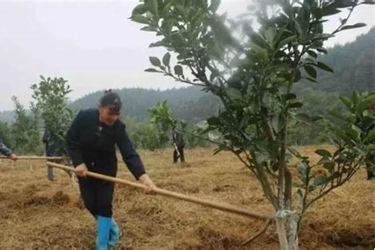 种果树用什么肥料好