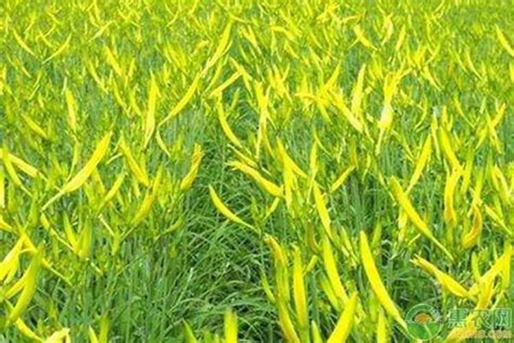 嘉施利化肥是正规厂吗