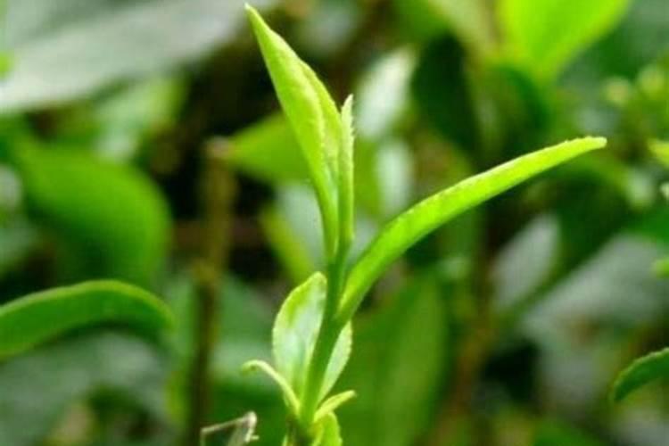 花卉叶面肥用什么好 花卉叶面肥浓度多少合适