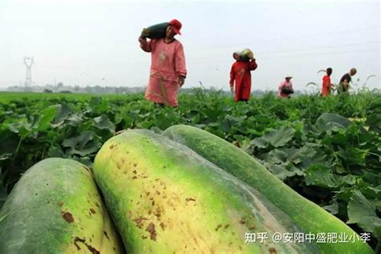 想要果实快速膨大用什么水溶肥好