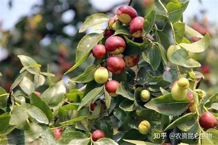 枣树遇虫害时,都有哪些科学的防治措施？