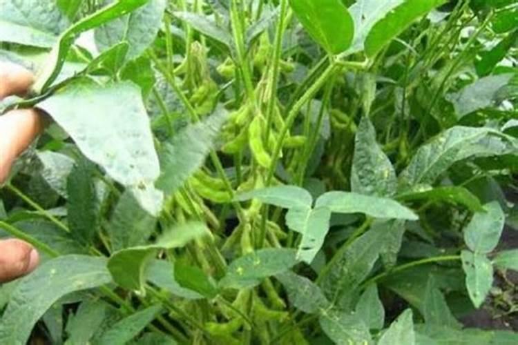 种植农作物的时候使用腐熟的黄豆粉做肥料,有什么好处？