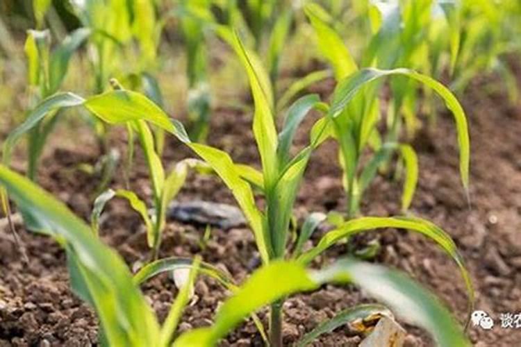 黄腐酸钾水溶肥如何使用？有什么作用？