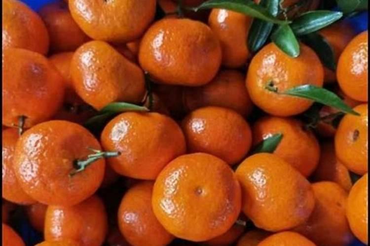 桔子树施什么肥才会甜