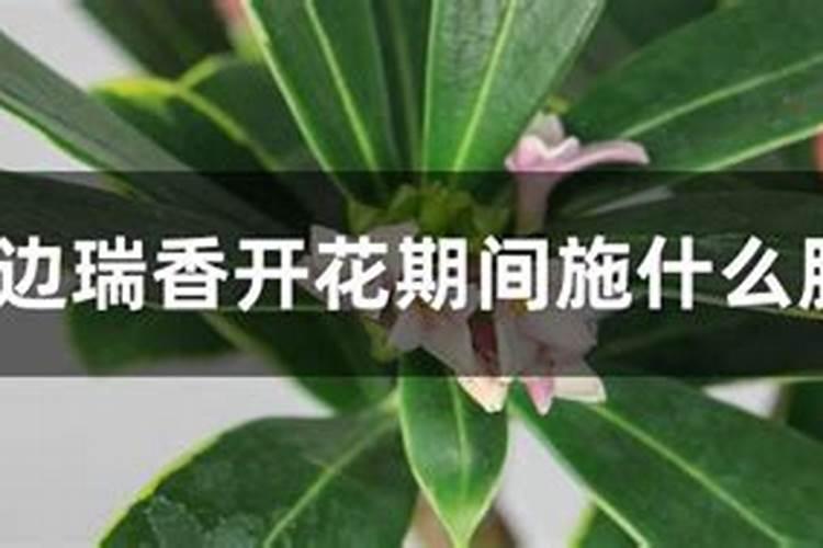 全水溶钾肥和硼砂一起浇西红柿吗