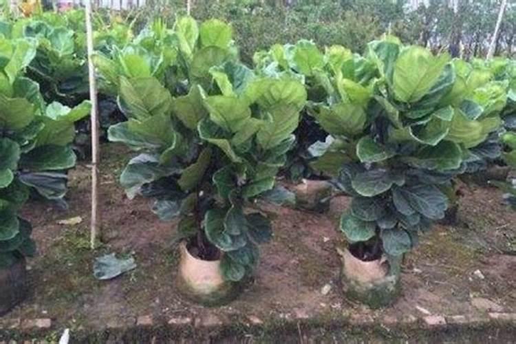 水培红掌为何烂根？