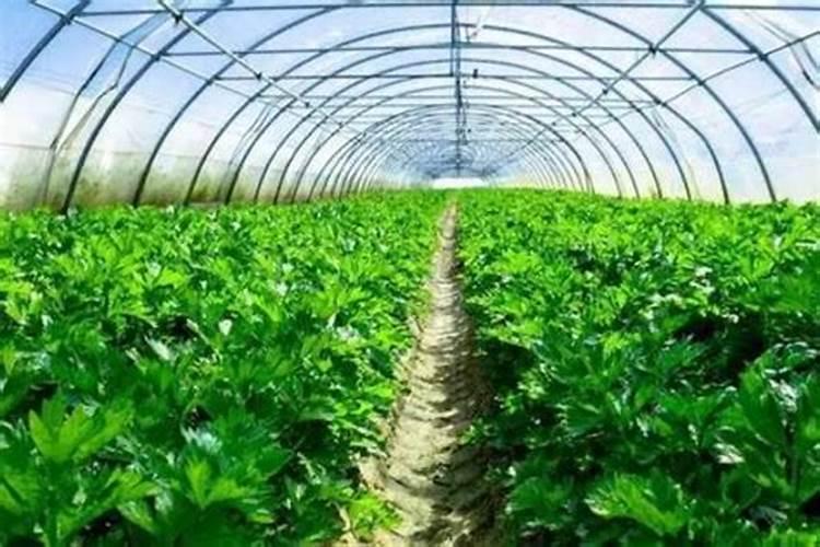 海藻面膜究竟是什么颜色的..？