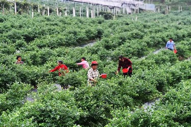 蓝莓什么时间叶面喷螯合钙最佳？