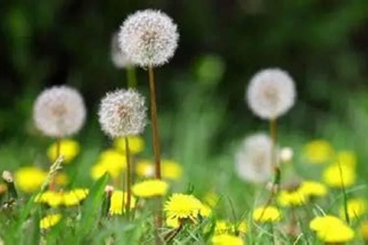 蒲公英施什么肥最好