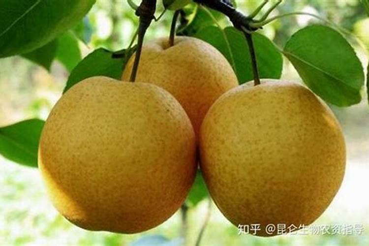 荔枝树用什么肥料最好