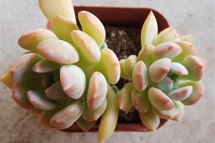 多肉植物能喷磷钾肥吗