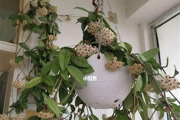 球兰什么时候施肥最好 球兰什么阶段施肥最合适