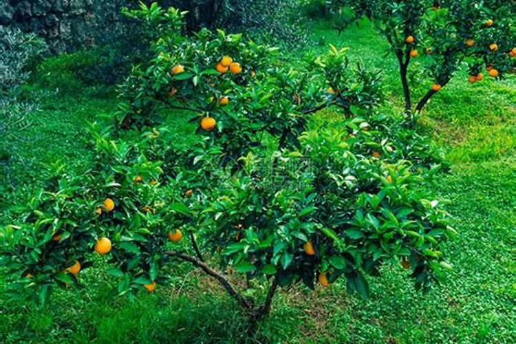 橘子树最好的肥料是什么？