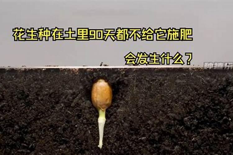 玫瑰花施肥过多会怎样,施肥是撒在表面还是埋入土里