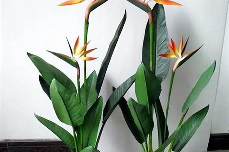 鹤望兰用什么肥最好