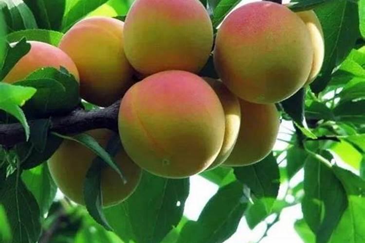 什么肥料膨大快