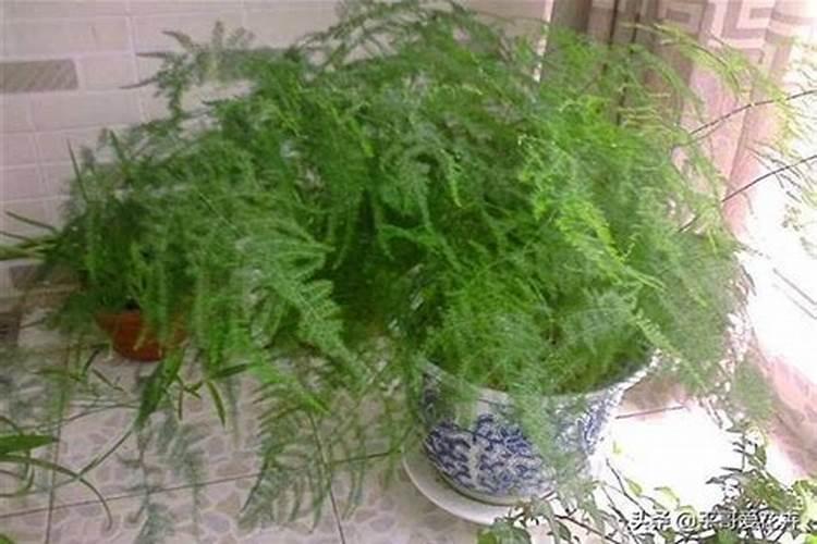 文竹施什么肥料好,施肥可以用速效复合肥吗