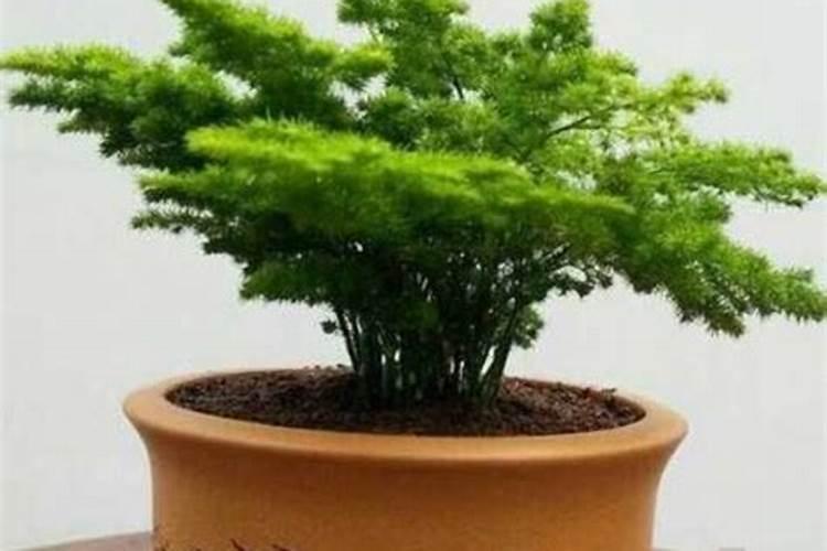 地下根茎膨大素有效果吗？