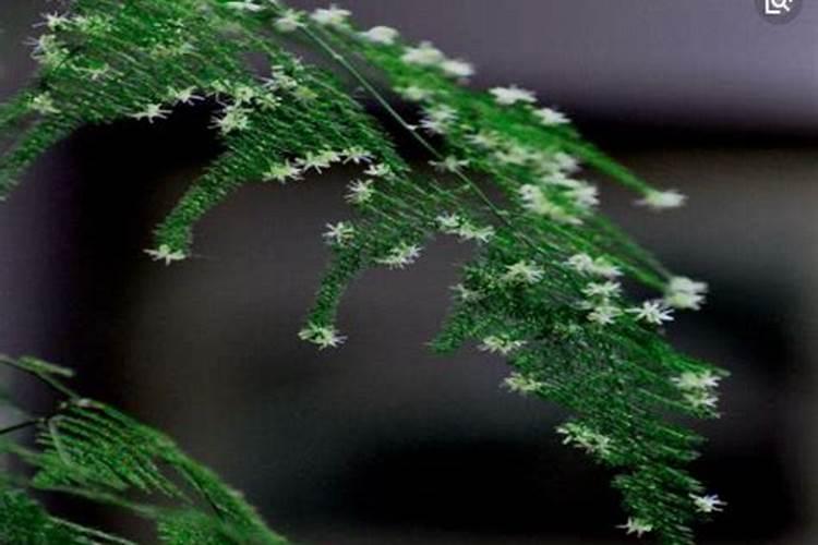 发财树叶子发黄如何处理？