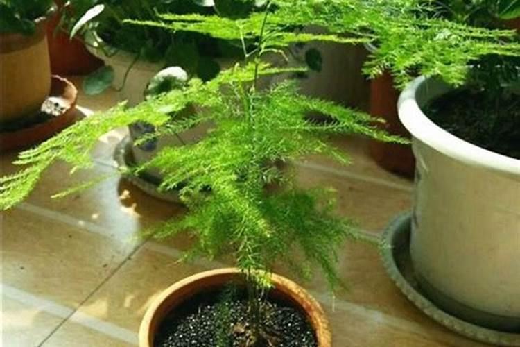 文竹施肥时间,怎样给文竹施肥