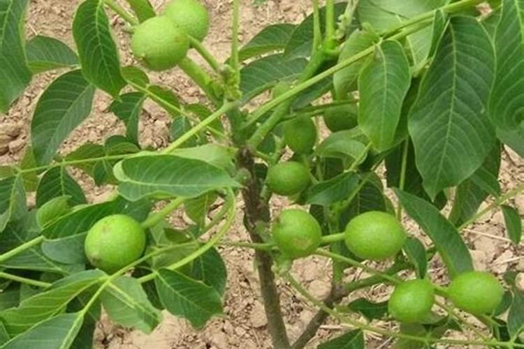 想要种植富硒农产品,选什么富硒肥料效果好？