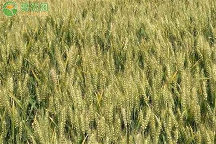 施可丰复合肥含量24一16一5的价格是多少