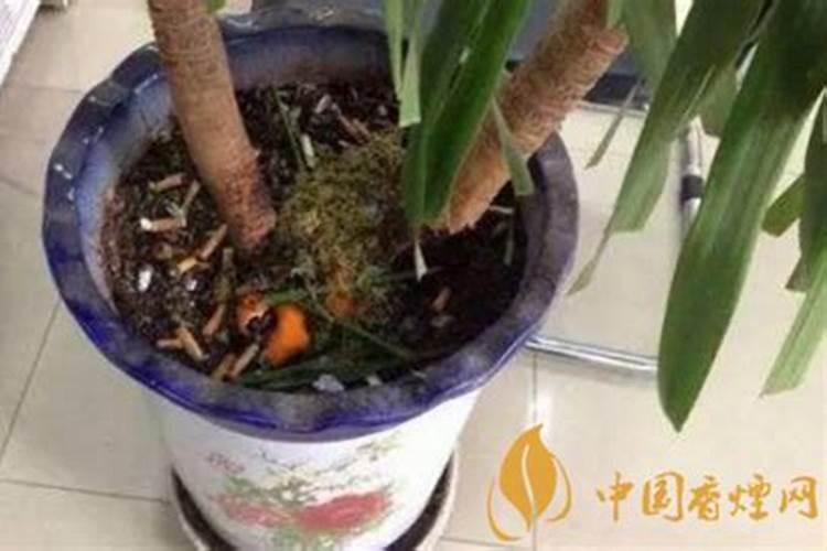 烟灰可以做肥料吗