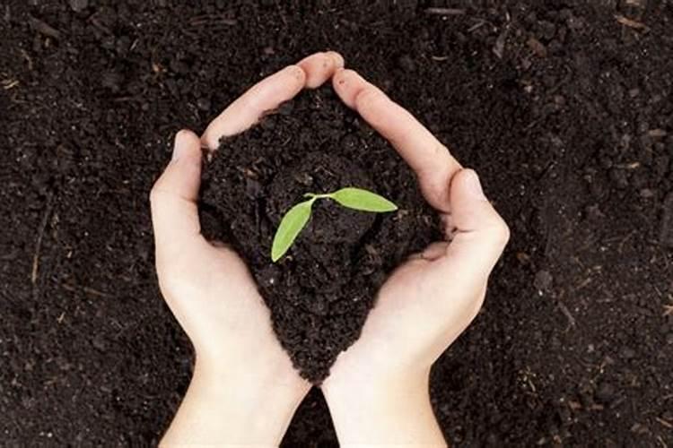 烟灰可以当肥料养花吗 烟灰可不可以当肥料养花