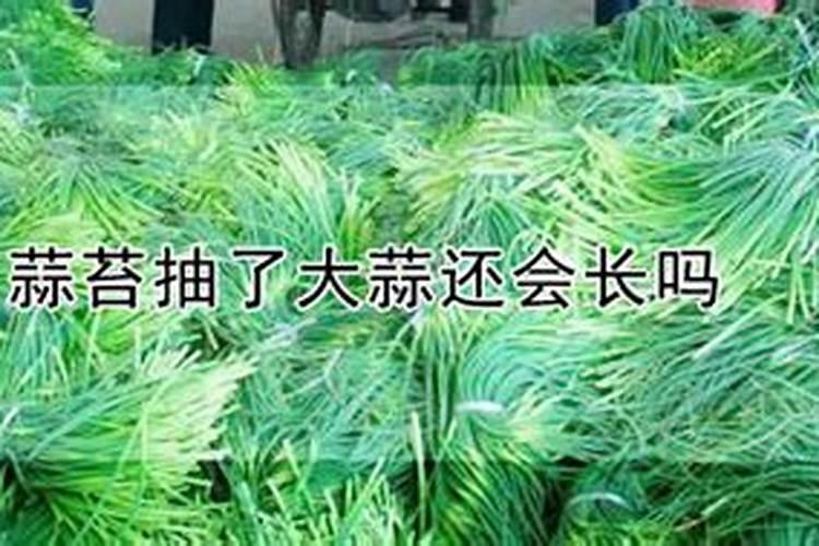 大蒜打完蒜苔喷施叶面肥对大蒜有好处吗？