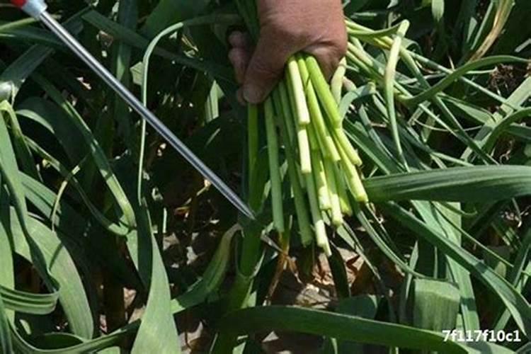 大蒜抽苔期追肥追什么化肥