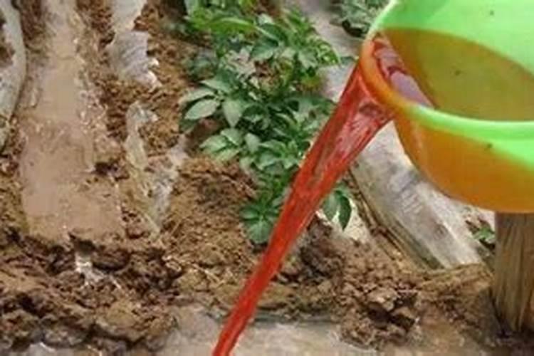 桃树施肥的话,基本上应该施什么肥呢？