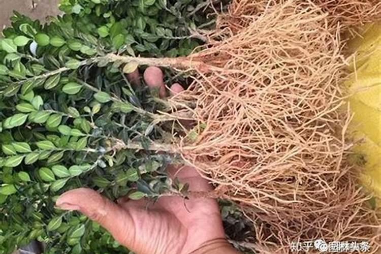 尿素多少时间施一次对木本植物