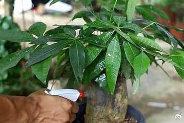 发财树施肥的正确方法