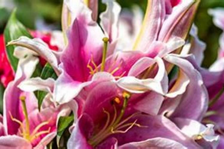 芸苔素浓度多少 月季