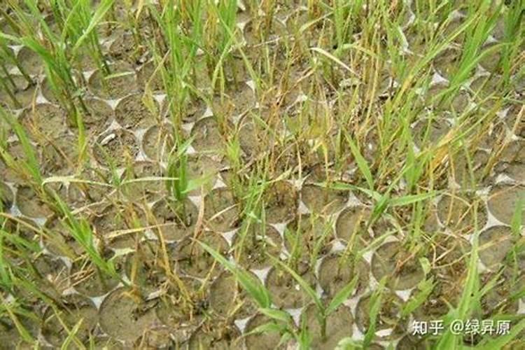 草炭土的成分和用途