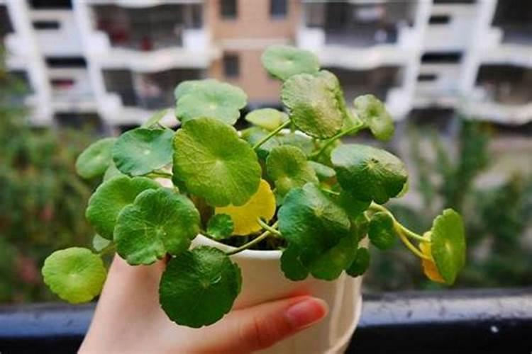 以色列艾美歌水溶肥是什么公司？