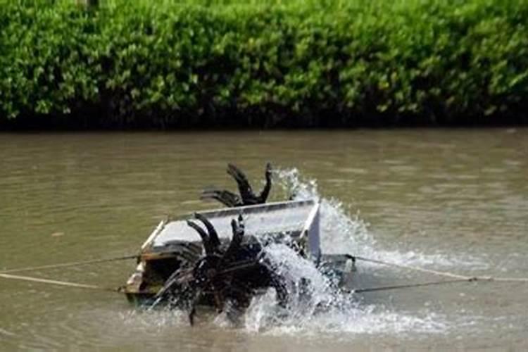 在火龙果的生长期如何促根壮蔓？