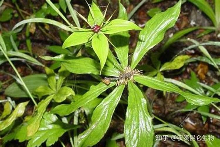 月季移盆多久可以晒太阳