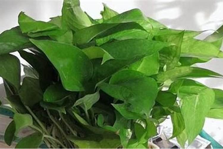 使用鱼蛋白肥会有什么效果？