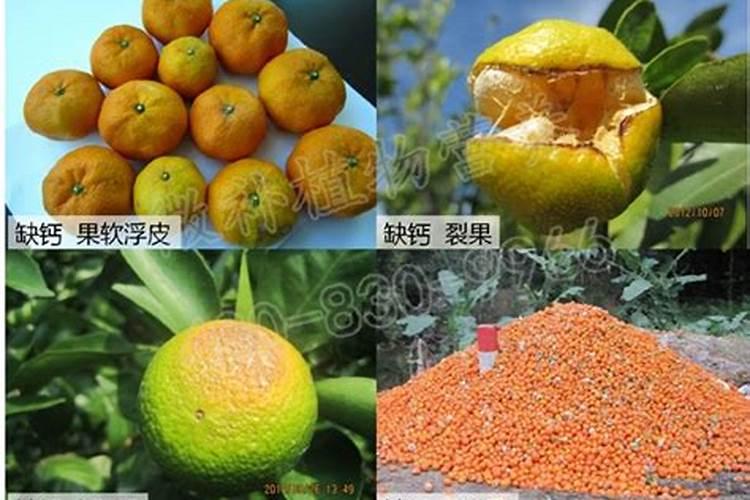柑橘什么时候补钙