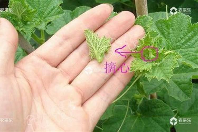 尿素和硝酸铵钙哪个肥效期长