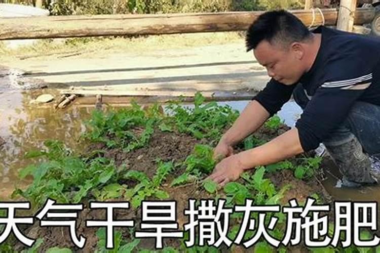 红薯天旱能打红薯宝宝吗